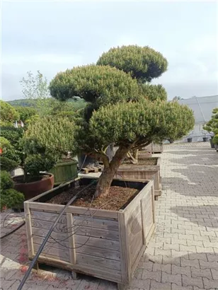 Zwerg-Silberkiefer - Pinus sylvestris 'Watereri' - Bonsai