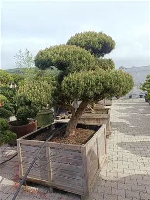 Zwerg-Silberkiefer - Pinus sylvestris 'Watereri' - Bonsai