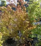 Fächerahorn - Acer palmatum - Ziergehölze
