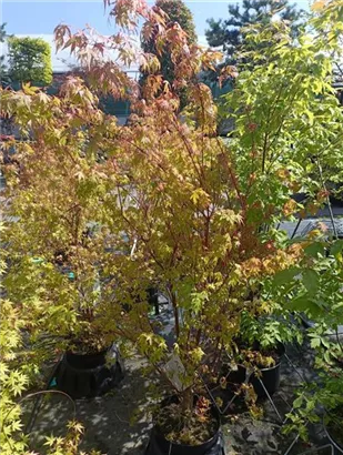 Fächerahorn - Acer palmatum - Ziergehölze