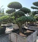 Zwerg-Silberkiefer - Pinus sylvestris 'Watereri' - Bonsai