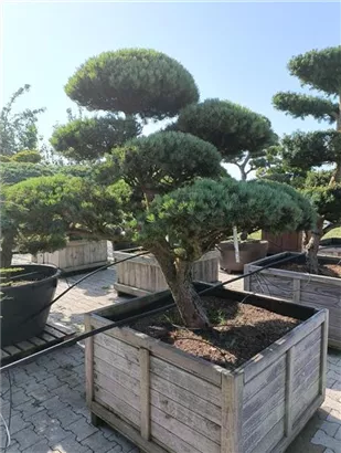 Zwerg-Silberkiefer - Pinus sylvestris 'Watereri' - Bonsai