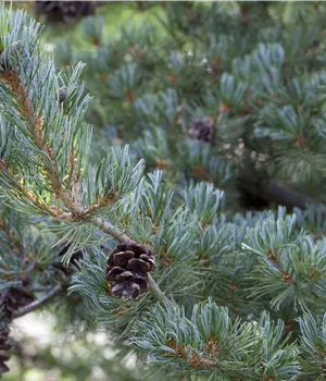Pinus pentaphylla