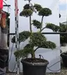 Japan-Stechpalme - Ilex crenata