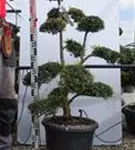 Japan-Stechpalme - Ilex crenata