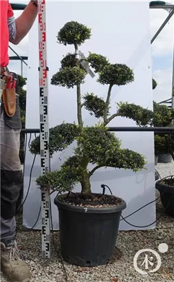 Japan-Stechpalme - Ilex crenata