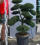 Japan-Stechpalme - Ilex crenata