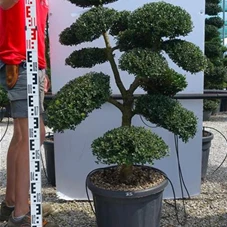 Ilex crenata, Gartenbonsai T71n35 - 100