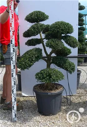 Japan-Stechpalme - Ilex crenata