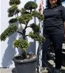 Japan-Stechpalme - Ilex crenata