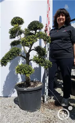 Japan-Stechpalme - Ilex crenata