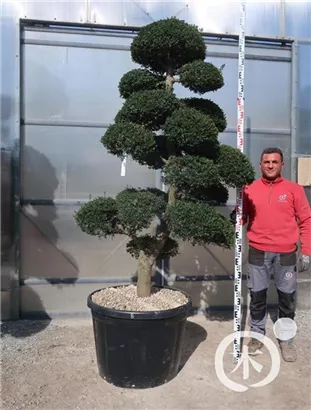 Japan-Stechpalme - Ilex crenata