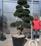 Japan-Stechpalme - Ilex crenata