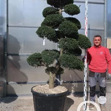 Ilex crenata, Gartenbonsai M42B - 190