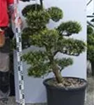 Japan-Stechpalme - Ilex crenata