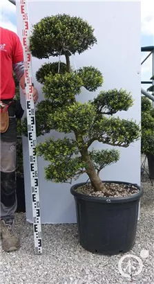Japan-Stechpalme - Ilex crenata