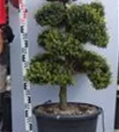 Japan-Stechpalme - Ilex crenata