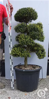 Japan-Stechpalme - Ilex crenata