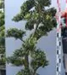 Japan-Stechpalme - Ilex crenata