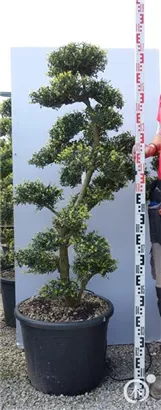 Japan-Stechpalme - Ilex crenata