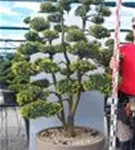 Japan-Stechpalme - Ilex crenata