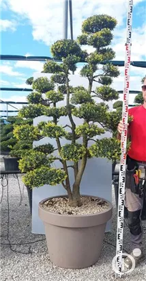 Japan-Stechpalme - Ilex crenata
