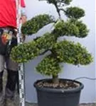 Japan-Stechpalme - Ilex crenata