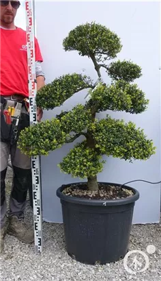 Japan-Stechpalme - Ilex crenata