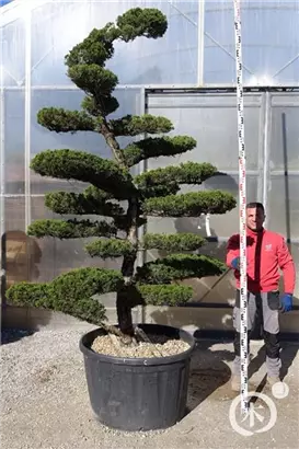 Strauchwacholder 'Kaizuka' - Juniperus chin.'Kaizuka'