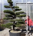 Strauchwacholder 'Kaizuka' - Juniperus chin.'Kaizuka'