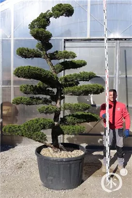 Strauchwacholder 'Kaizuka' - Juniperus chin.'Kaizuka'