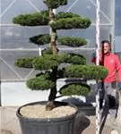 Strauchwacholder 'Kaizuka' - Juniperus chin.'Kaizuka'