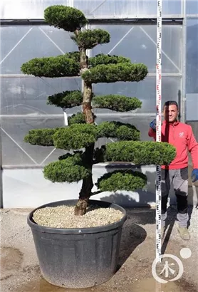 Strauchwacholder 'Kaizuka' - Juniperus chin.'Kaizuka'