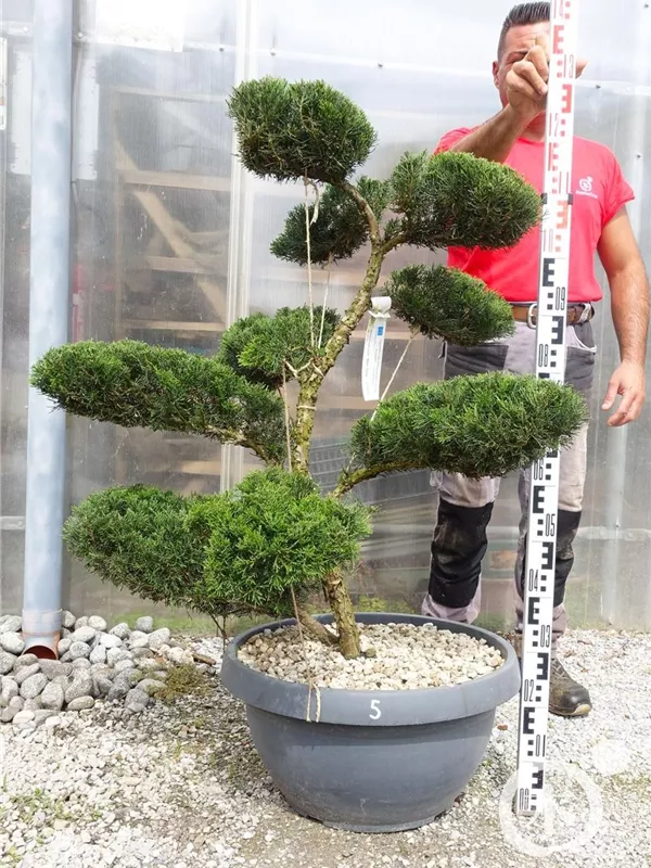 Strauchwacholder 'Mint Julep' - Juniperus media 'Mint Julep' - Bonsai