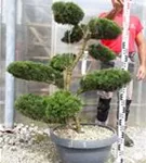 Strauchwacholder 'Mint Julep' - Juniperus media 'Mint Julep' - Bonsai