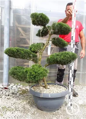 Strauchwacholder 'Mint Julep' - Juniperus media 'Mint Julep' - Bonsai