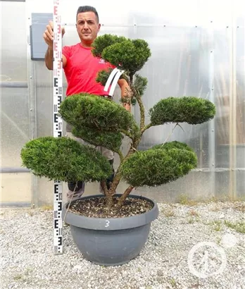 Strauchwacholder 'Mint Julep' - Juniperus media 'Mint Julep' - Bonsai