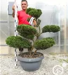 Strauchwacholder 'Mint Julep' - Juniperus media 'Mint Julep' - Bonsai