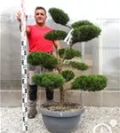 Strauchwacholder 'Mint Julep' - Juniperus media 'Mint Julep' - Bonsai