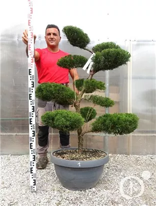 Strauchwacholder 'Mint Julep' - Juniperus media 'Mint Julep' - Bonsai