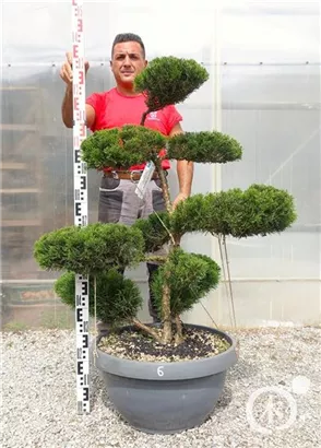 Strauchwacholder 'Mint Julep' - Juniperus media 'Mint Julep' - Bonsai