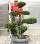 Strauchwacholder 'Mint Julep' - Juniperus media 'Mint Julep' - Bonsai