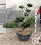 Strauchwacholder 'Grey Owl' - Juniperus virginiana 'Grey Owl' - Bonsai