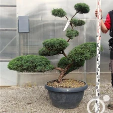Juniperus virginiana 'Grey Owl' - Bonsai, Gartenbonsai NPjuN4 - 130