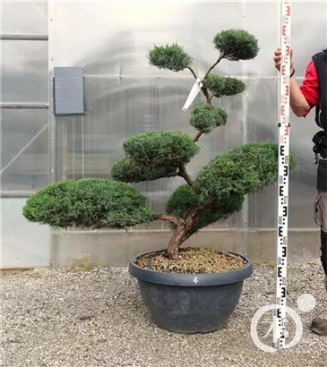 Strauchwacholder 'Grey Owl' - Juniperus virginiana 'Grey Owl' - Bonsai