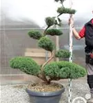 Strauchwacholder 'Grey Owl' - Juniperus virginiana 'Grey Owl' - Bonsai
