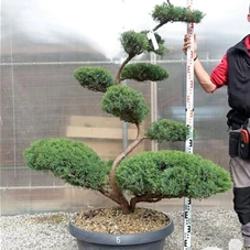 Juniperus virginiana 'Grey Owl' - Bonsai, Gartenbonsai NPjuN5 - 160