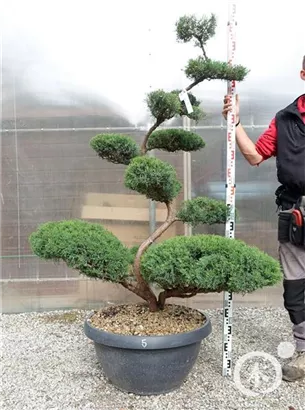 Strauchwacholder 'Grey Owl' - Juniperus virginiana 'Grey Owl' - Bonsai