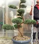Strauchwacholder 'Grey Owl' - Juniperus virginiana 'Grey Owl' - Bonsai