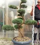 Strauchwacholder 'Grey Owl' - Juniperus virginiana 'Grey Owl' - Bonsai